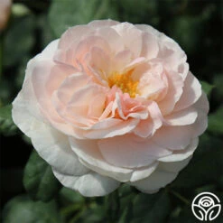 English Miss 5 English Miss -RoseLuxe Shop english miss 3