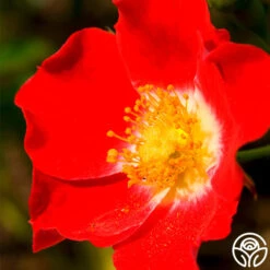 Eyepaint® -RoseLuxe Shop eyepaint 3