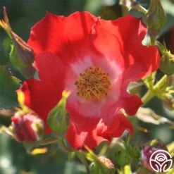 Eyepaint® -RoseLuxe Shop eyepaint 4