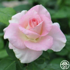 Falling In Love™ -RoseLuxe Shop falling in love 2