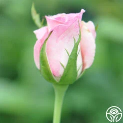 Falling In Love™ -RoseLuxe Shop falling in love 3 2