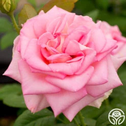 Falling In Love™ -RoseLuxe Shop falling in love 4 1