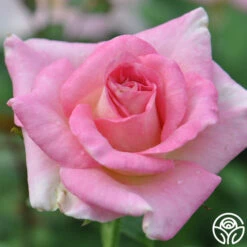 Falling In Love™ -RoseLuxe Shop falling in love 5 1