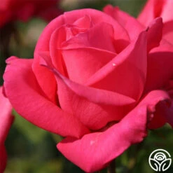 Eleganza® Fiji -RoseLuxe Shop fiji 1 9