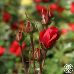 Fire King 5 Fire King -RoseLuxe Shop fire king 1 1 1