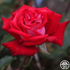 Fire 'N' Ice -RoseLuxe Shop fire n ice 2 1