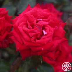 Fire 'N' Ice -RoseLuxe Shop fire n ice 3