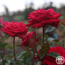 Fire 'N' Ice -RoseLuxe Shop fire n ice 4