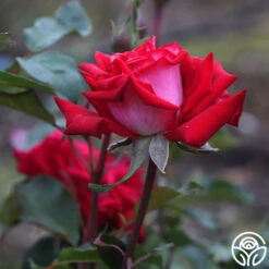 Fire 'N' Ice -RoseLuxe Shop fire n ice 5