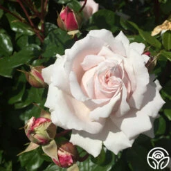 Parfuma® First Crush™ -RoseLuxe Shop first crush 2 1