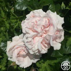 Parfuma® First Crush™ -RoseLuxe Shop first crush 4