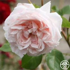 Parfuma® First Crush™ -RoseLuxe Shop first crush 6