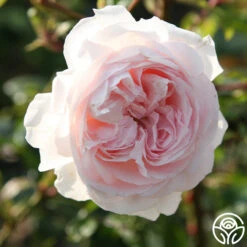 Parfuma® First Crush™ -RoseLuxe Shop first crush 9