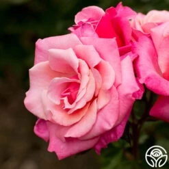 Best Seller -RoseLuxe Shop first prize 1 8