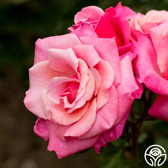 First Prize 2 First Prize - Image 2