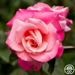 Best Seller 15 First Prize