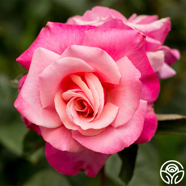 First Prize 1 First Prize