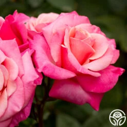 First Prize 7 First Prize -RoseLuxe Shop first prize 2 8