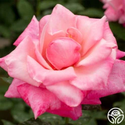 First Prize 8 First Prize -RoseLuxe Shop first prize 3 8