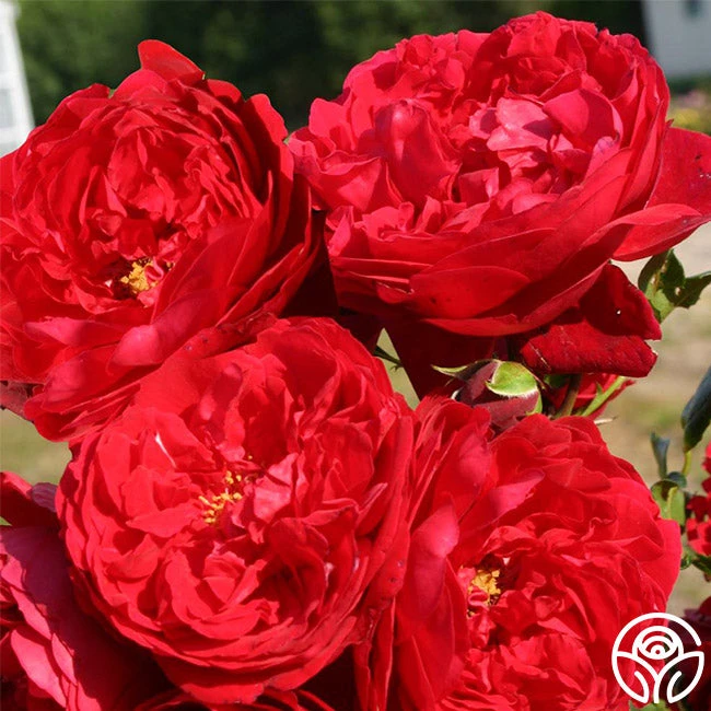 Kolorscape® Florentina 3 Kolorscape® Florentina - Image 3