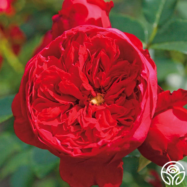 Kolorscape® Florentina 6 Kolorscape® Florentina - Image 6