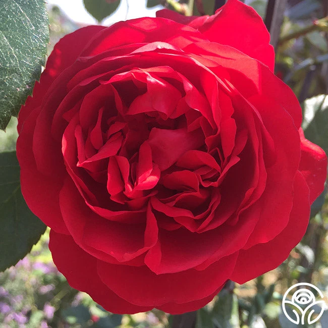 Kolorscape® Florentina 7 Kolorscape® Florentina - Image 7