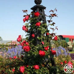 Kolorscape® Florentina 11 Kolorscape® Florentina -RoseLuxe Shop florentina 6 2