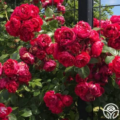 Kolorscape® Florentina 10 Kolorscape® Florentina -RoseLuxe Shop florentina 7 2