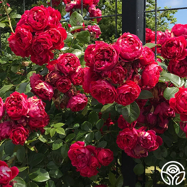 Kolorscape® Florentina 4 Kolorscape® Florentina - Image 4