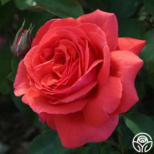 Fragrant Cloud 2 Fragrant Cloud - Image 2