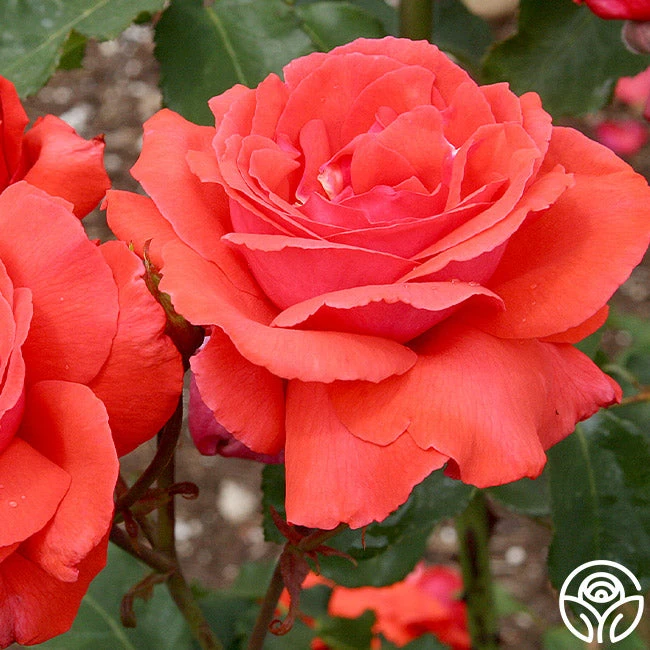 Fragrant Cloud 5 Fragrant Cloud - Image 5