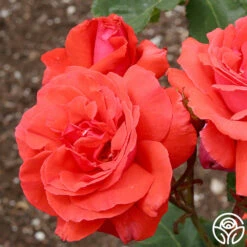 Fragrant Cloud 10 Fragrant Cloud -RoseLuxe Shop fragrant cloud 3 8