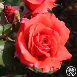 Fragrant Cloud 15 Fragrant Cloud -RoseLuxe Shop fragrant cloud 4