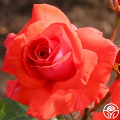 Fragrant Cloud 13 Fragrant Cloud -RoseLuxe Shop fragrant cloud 6