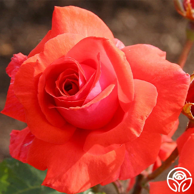 Fragrant Cloud 6 Fragrant Cloud - Image 6