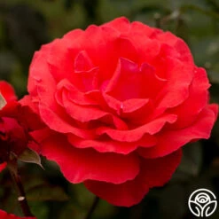 Fragrant Cloud 14 Fragrant Cloud -RoseLuxe Shop fragrant cloud 7