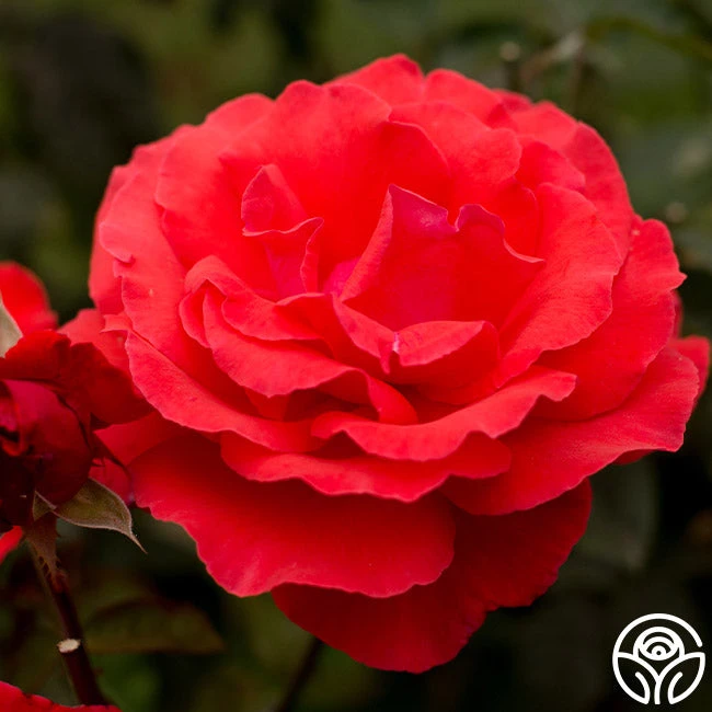 Fragrant Cloud 7 Fragrant Cloud - Image 7