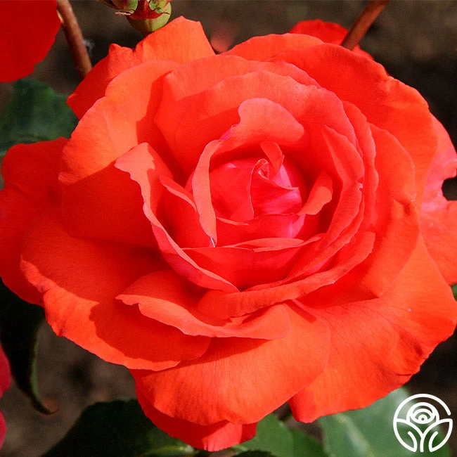 Fragrant Cloud 4 Fragrant Cloud - Image 4