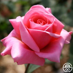 Fragrant Hour -RoseLuxe Shop fragrant hour 2