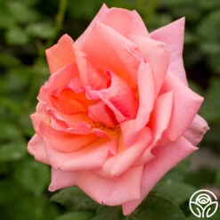 Fragrant Hour -RoseLuxe Shop fragrant hour 3