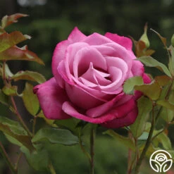 Fragrant Plum -RoseLuxe Shop fragrant plum 3 8