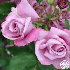 Fragrant Plum -RoseLuxe Shop fragrant plum 4 1