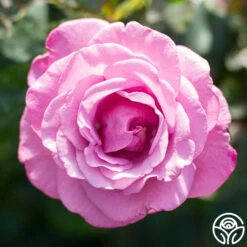 Fragrant Plum -RoseLuxe Shop fragrant plum 5 1