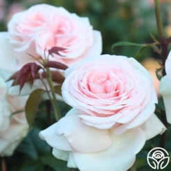 Francis Meilland® -RoseLuxe Shop francis meilland 13