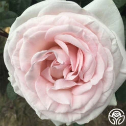 Francis Meilland® -RoseLuxe Shop francis meilland 1 8