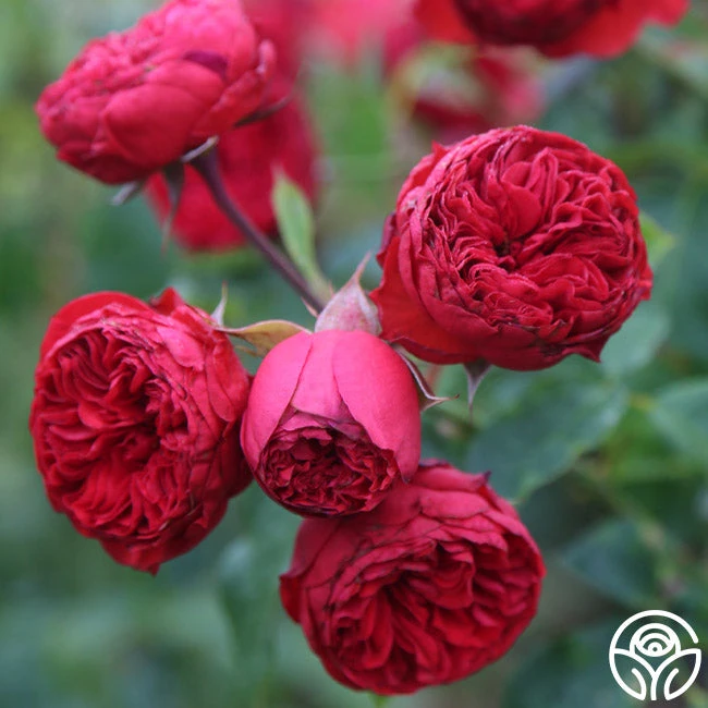 Francois Rabelais 9 Francois Rabelais - Image 9