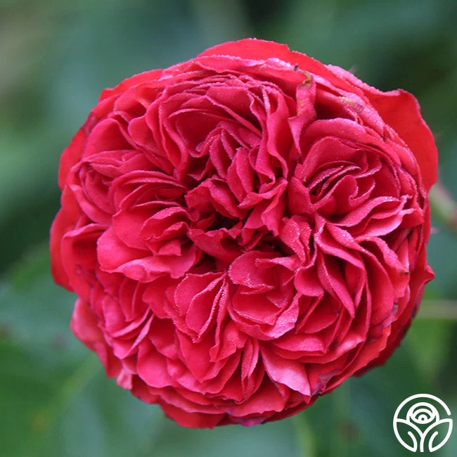 Francois Rabelais 8 Francois Rabelais - Image 8