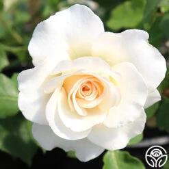 French Lace™ -RoseLuxe Shop french lace 11