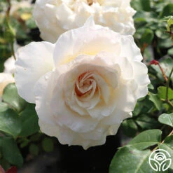 French Lace™ -RoseLuxe Shop french lace 3