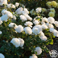 French Lace™ -RoseLuxe Shop french lace 4